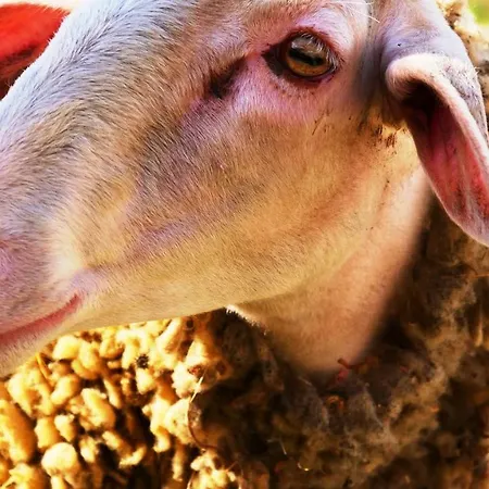 The Sheep's *